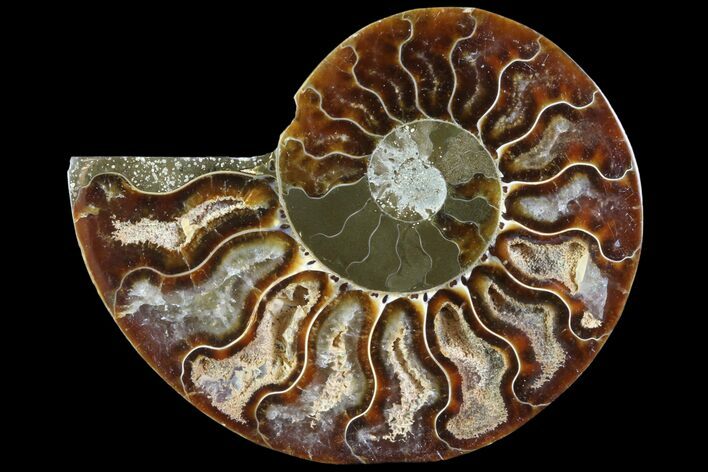 Bargain, Agatized Ammonite Fossil (Half) - Madagascar #83868
